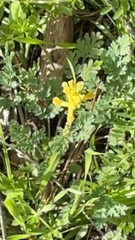 Corydalis aurea
