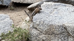 Callospermophilus lateralis lateralis