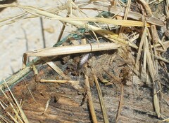 Lepisma saccharinum
