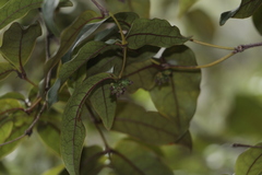 Gynochthodes truncata