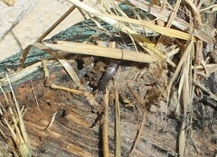 Lepisma saccharinum