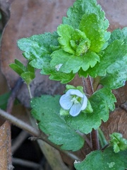 Veronica agrestis