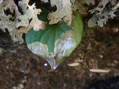 Parallelomma vittatum