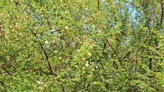 Mimosa farinosa