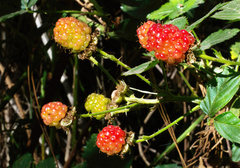 Rubus fruticosus
