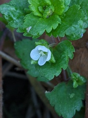 Veronica agrestis