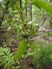 Gynochthodes phyllireoides