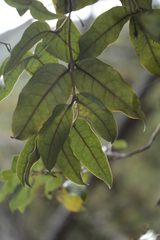 Gynochthodes truncata