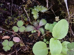 Arabis eschscholtziana