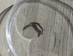 Diplopoda