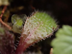 Arabis eschscholtziana