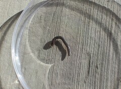 Diplopoda