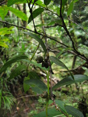 Gynochthodes phyllireoides