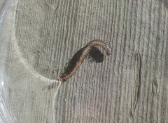 Diplopoda