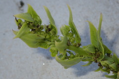 Patellifolia procumbens image