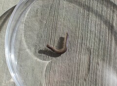 Diplopoda