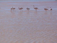 Phoenicoparrus jamesi