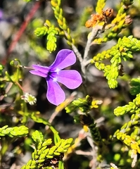 Lobelia setacea