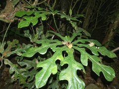 Anthurium clavigerum