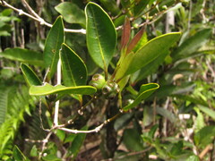 Gynochthodes phyllireoides