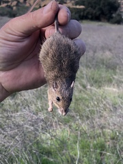 Perognathinae