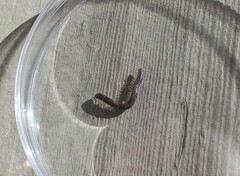 Diplopoda