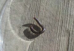 Diplopoda