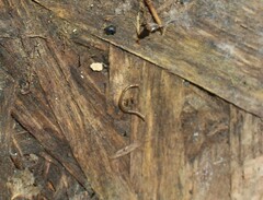 Diplopoda