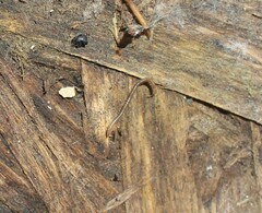 Diplopoda