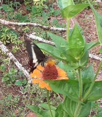 Heraclides hectorides