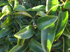 Gynochthodes phyllireoides