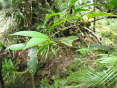 Gynochthodes phyllireoides
