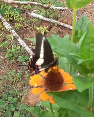 Heraclides hectorides