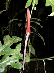 Anthurium clavigerum