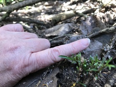 Coprosma linariifolia
