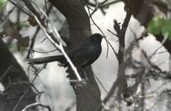 Cercotrichas podobe