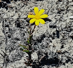 Osteospermum polygaloides