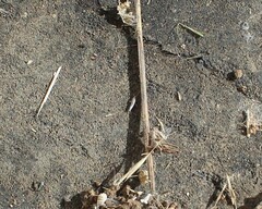 Lepisma saccharinum