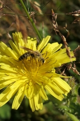 Leioproctus fulvescens