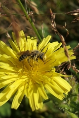 Leioproctus fulvescens