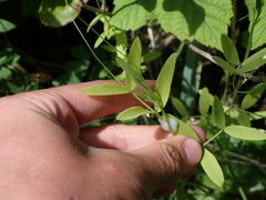 Lathyrus palustris
