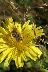 Leioproctus fulvescens