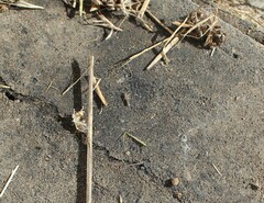 Lepisma saccharinum
