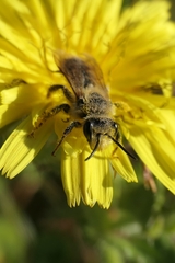 Leioproctus fulvescens