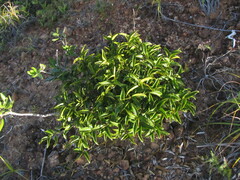 Gynochthodes phyllireoides