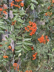 Sorbus