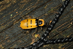 Chauliognathus missionum