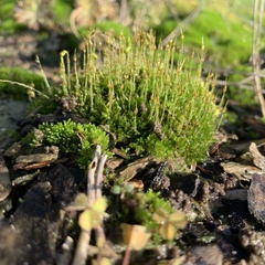 Physcomitrium pyriforme