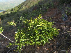 Gynochthodes phyllireoides