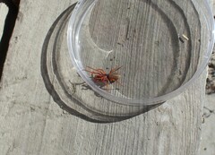 Dysdera crocata